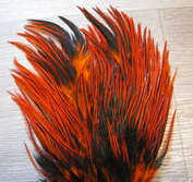 DF  Indian saddle badger orange # 1